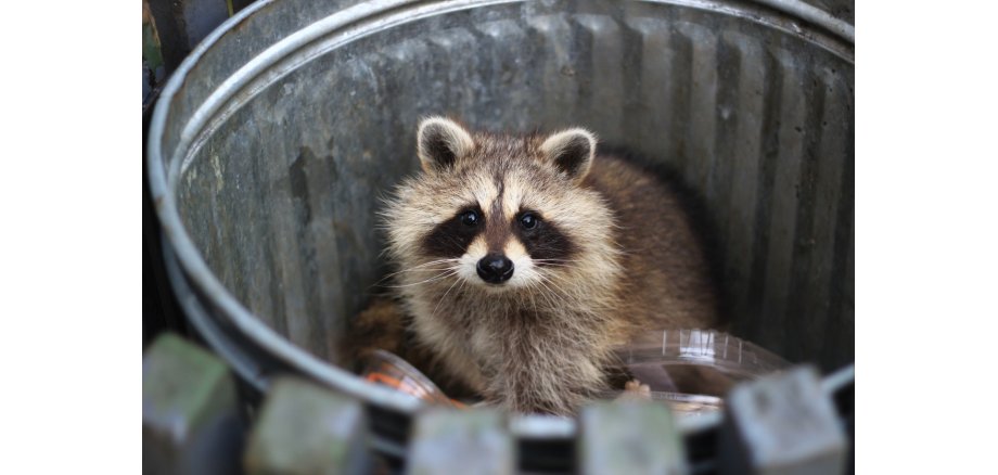 Racoon in the trash