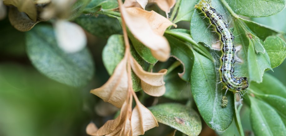 Box Treee Moth (Cydalima perspectalis), caterpillar devastating a buxus plant