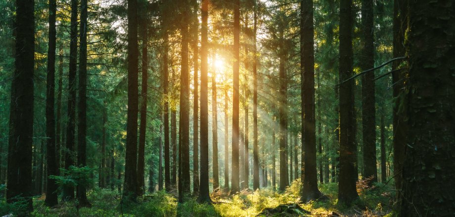 Silent Forest in spring with beautiful bright sun rays